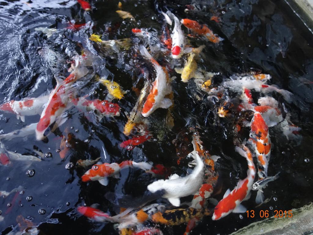 特利尼迪民宿 伦邦 外观 照片